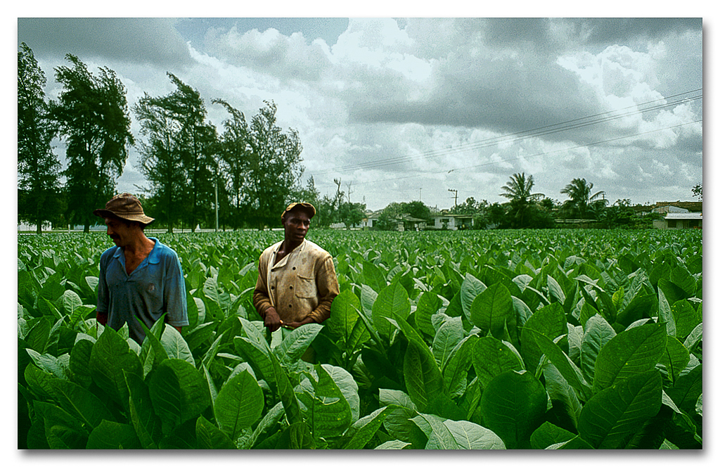 Tobak är en annan värdefull jordbruksvara